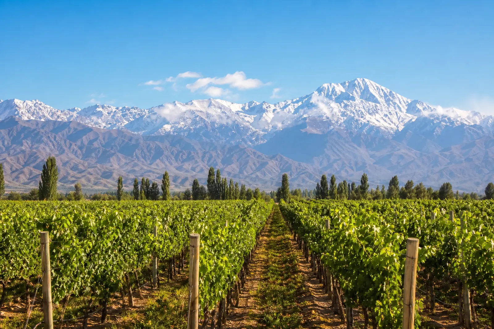 Weinberge in Mendoza vor den Anden