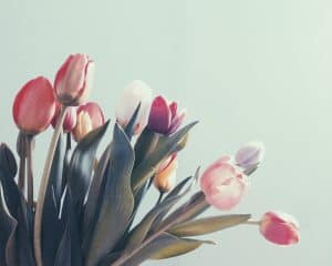 erste Spekulationsblase - Tulpenmanie